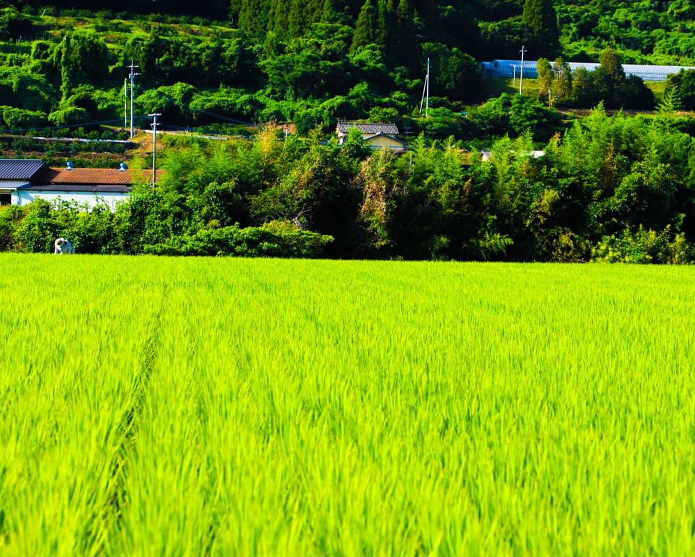 ゆりひめ栽培風景